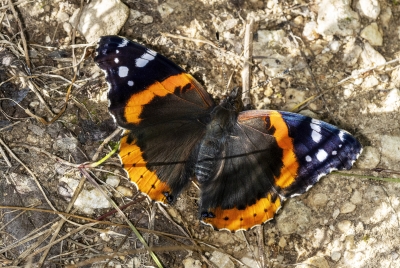 Red Admiral 2024